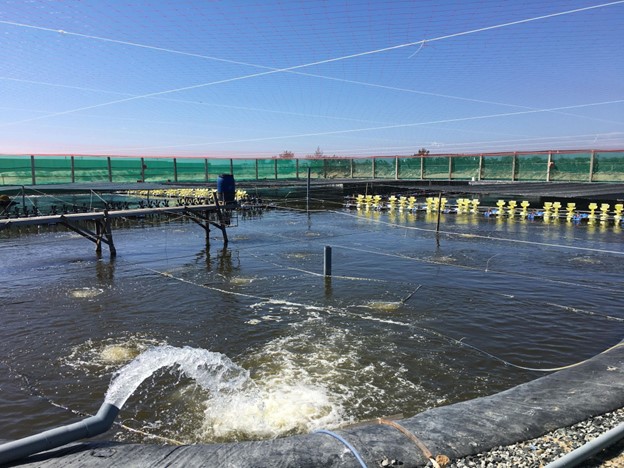 Vai Trò Của Độ pH Trong Môi Trường